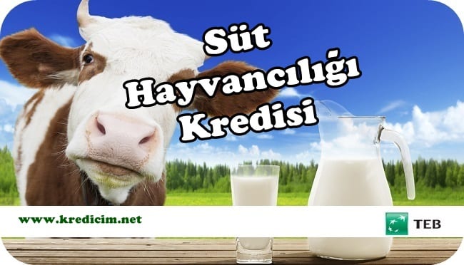 TEB Süt Hayvancılığı Kredisi